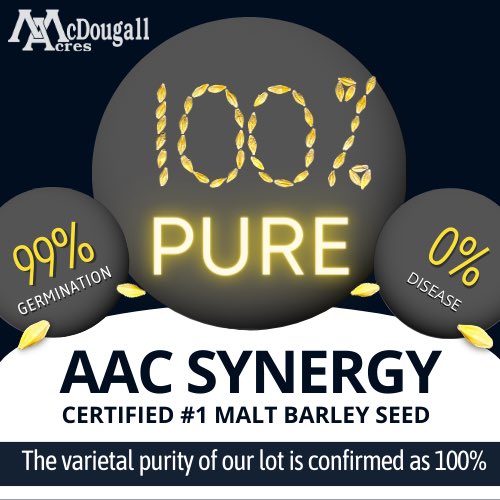 Our AAC Synergy barley lot has outstanding specs! It’s the check of malt barley varieties combining great yield, disease resistance package and good malt quality. Call 306-693-3649 to book your seed today. <a href="/FPGenetics/">FP Genetics</a> <a href="/AAFC_Canada/">AAFC Canada</a>  <a href="/SaskBarley/">SaskBarley</a> #plant23