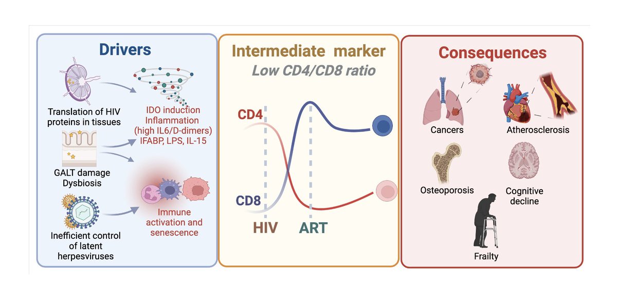 serranovillar's tweet photo. Check it out! 

>10 years of research in the field of the CD4/CD8 ratio as a prognostic factor during treated HIV.

What we know, what we don't know, and future directions reviewed here 👇

https://t.co/YOoaO7qbKr

@OUPMedicine @ciberinfec @riscomunica @SEIMC_ https://t.co/s2db0hP2YK