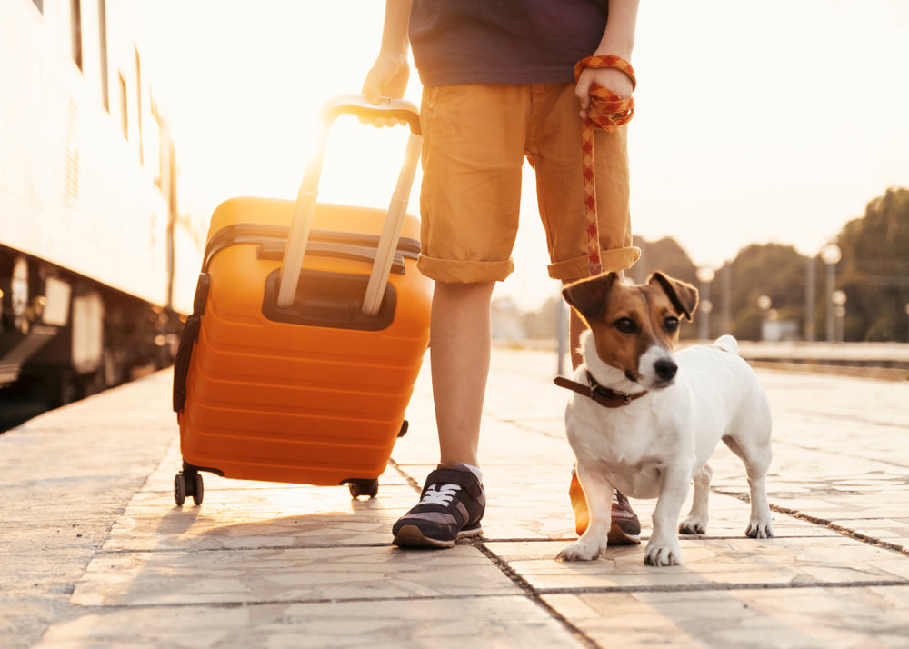 AngelaTague's tweet image. Making spring break plans with your pup? Check this out before you travel!

6 Mistakes to Avoid When Traveling with Your Dog 
buff.ly/3l5j5Eq

#Travel #SpingBreak #DogMom #LetsGo