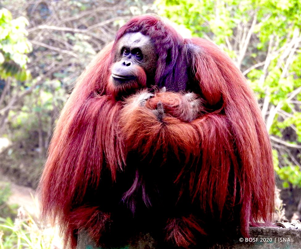 Happy International Woman’s Day from Orangutan Outreach! 
#InternationalWomansDay #IWD2023 #WomansDay