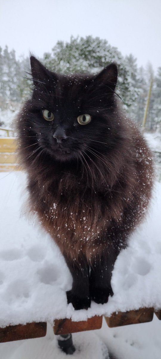 A_Perdido's tweet photo. #snow #CatsOnTwitter https://t.co/IKPY3OdfFN