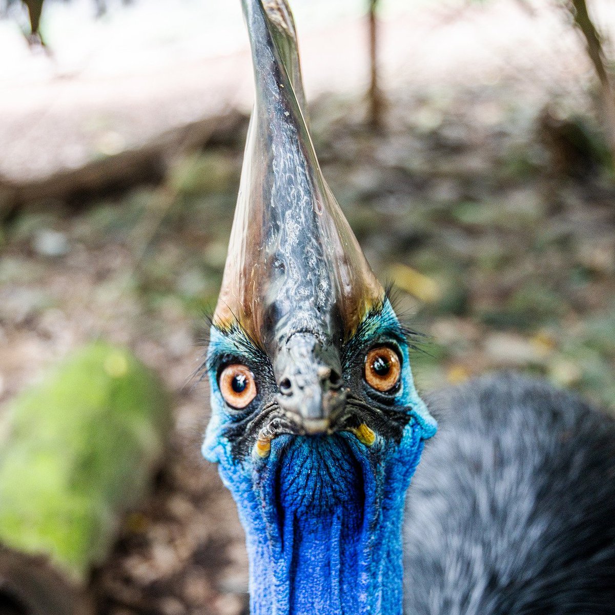 Field Museum on Twitter "why is everyone out here scared of geese when