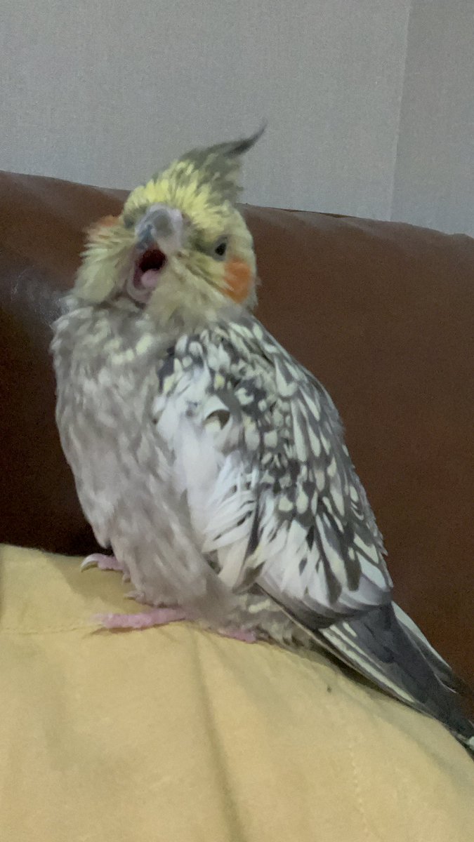 angry drill birb tweet media