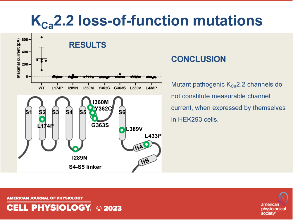 AJPCellPhys's tweet photo. Loss-of-function KCa2.2 mutations abolish channel activity:

https://t.co/dbc5bkO4aR

#RapidReport @ChapmanU @Northeastern 
 https://t.co/CxPfuiVrrg https://t.co/wXdASJiNe9