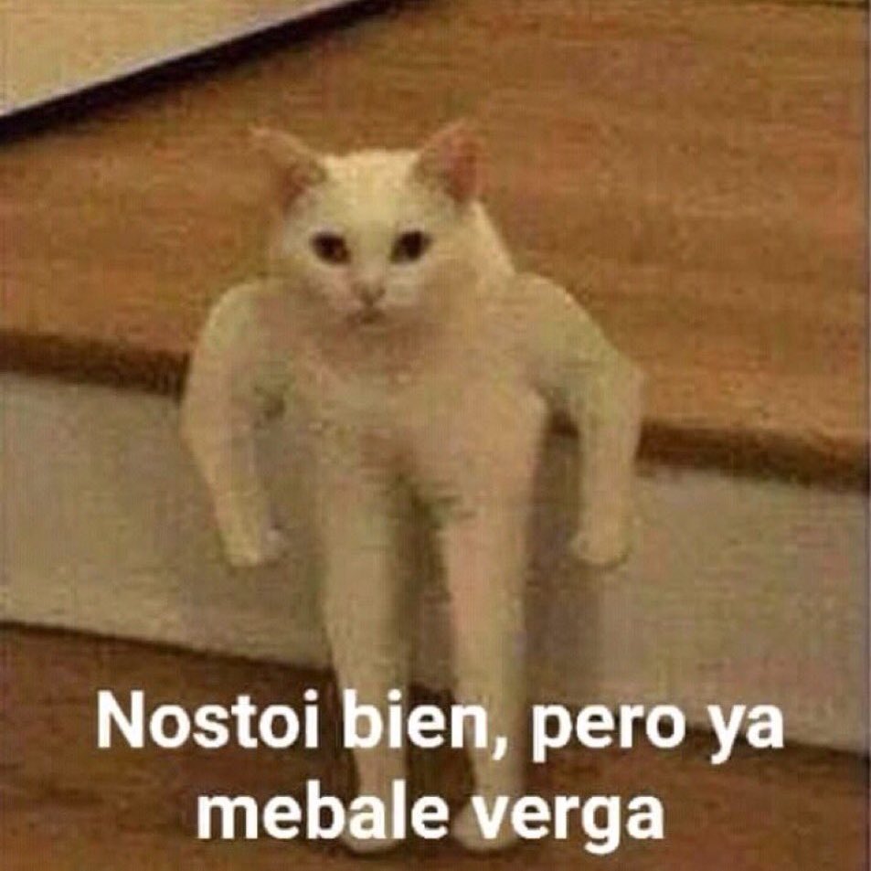 yo todos los días
