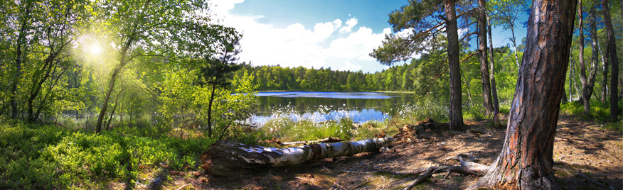 IUFRO's tweet image. ✍️🏾Register for the 

📢55th International Symposium on #ForestMechanization (FORMEC) and the 7th #ForestEngineering Conference (FEC) 
📍Florence, Italy; 🗓️20-22 September 2023 

🔗 formec.org

#ForestScience #ForestResearch #WeCantLiveWithoutForests