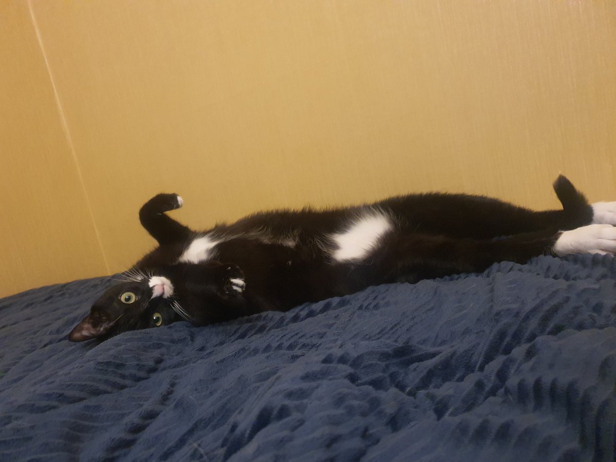 고양이란.. 동물은 ...참...ㅋㅋㅋ