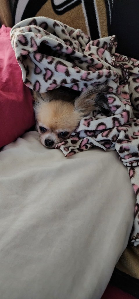 💗 My four-legged friend and I are the newest members of the #FurBuddies Community! 🐶 🐱They'll sample free pet products while I share my reviews. So excited! 😻 Join me to connect with other pet parents, sample #FreePetProducts, and more. #ad furbuddies.socialmedialink.com