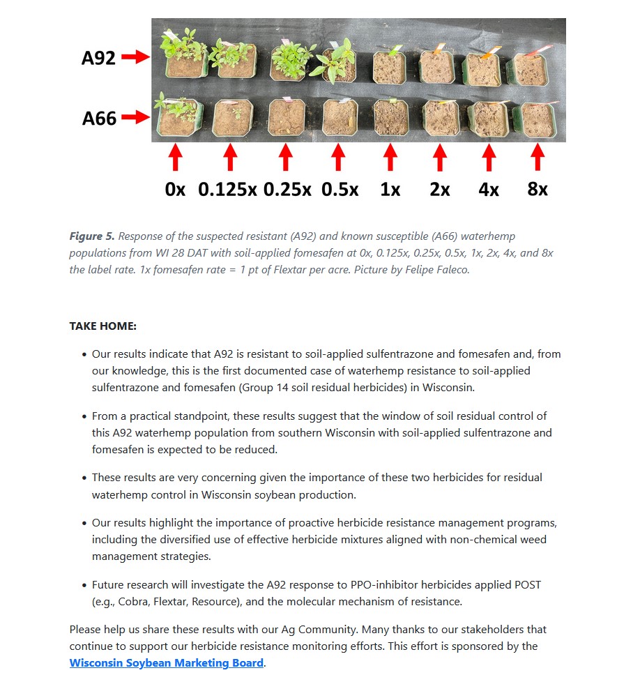 Rodrigo Werle (@wiscweeds) on Twitter photo Check the latest #WiscWeeds blog post led by grad student <a href="/FFaleco/">Felipe Faleco</a> (not good news!):
Lack of effective #waterhemp control with soil-applied PPO-inhibitor (Group 14) herbicides further highlights the need for integrated weed management practices
šwiscweeds.info/posts/2023nove⦠Check the latest #WiscWeeds blog post led by grad student <a href="/FFaleco/">Felipe Faleco</a> (not good news!):
Lack of effective #waterhemp control with soil-applied PPO-inhibitor (Group 14) herbicides further highlights the need for integrated weed management practices
šwiscweeds.info/posts/2023noveā¦