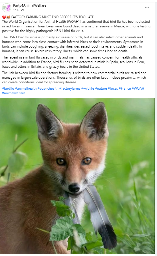 💔🦊 FACTORY FARMING MUST END BEFORE IT'S TOO LATE.
The World Organisation for Animal Health (WOAH) has confirmed that #birdflu has been detected in red foxes in #France . Three #Foxes  were found dead in a nature reserve in #Meaux . #animalhealth #publichealth #factoryfarms