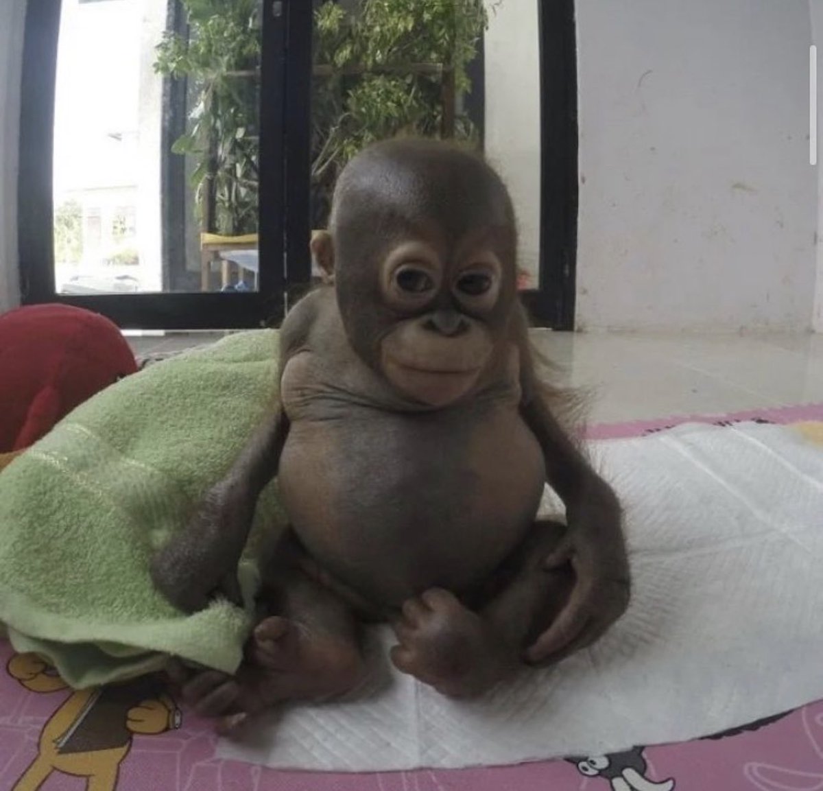 nico‎ 𓅃 tweet media