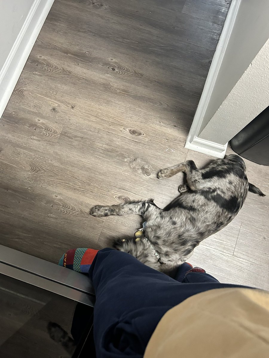 mikeddonatelli's tweet photo. I have a furry shadow 🐶 https://t.co/S4y6uNe8Oy