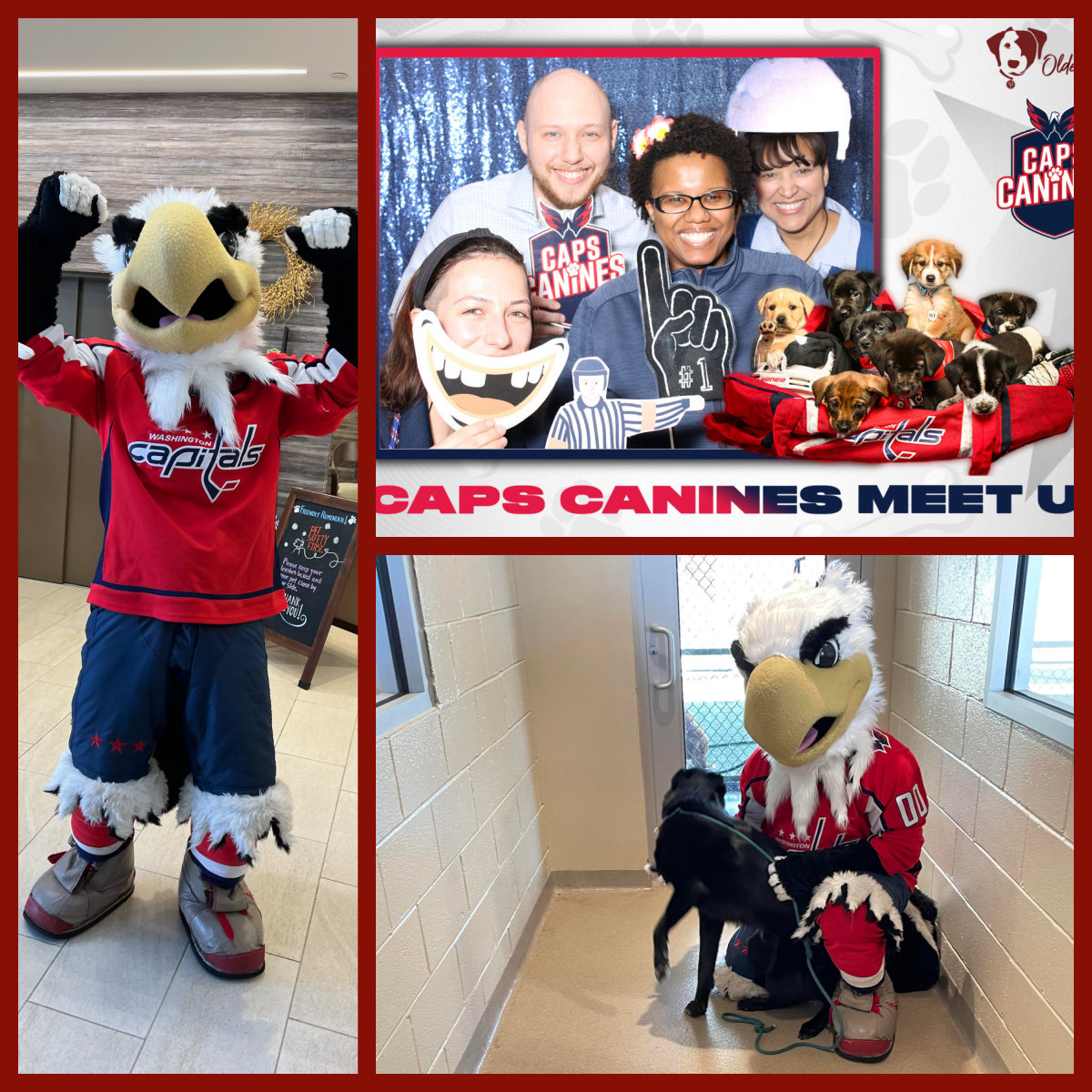 We love being the official caretakers of the  Caps Canines. Our North Bethesda watch party was a tail-wagging good time.