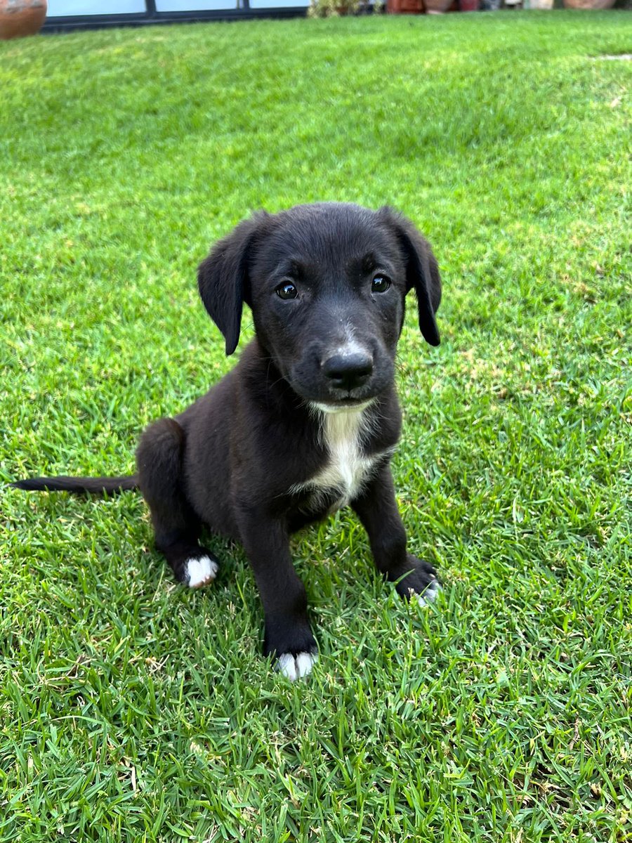 debo_diaz's tweet photo. Este cachorrito hermoso busca hogar! Tiene un poco más de 40 días. Me ayudan a compartir por favor! https://t.co/81K52DpP55