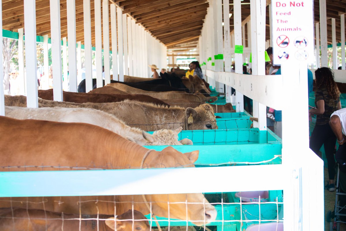 Highlights from the 54th Cayman Islands Agriculture Show, which was held last month.
<a href="/moafjm/">Min. of Agriculture, Fisheries & Mining, Jamaica</a>