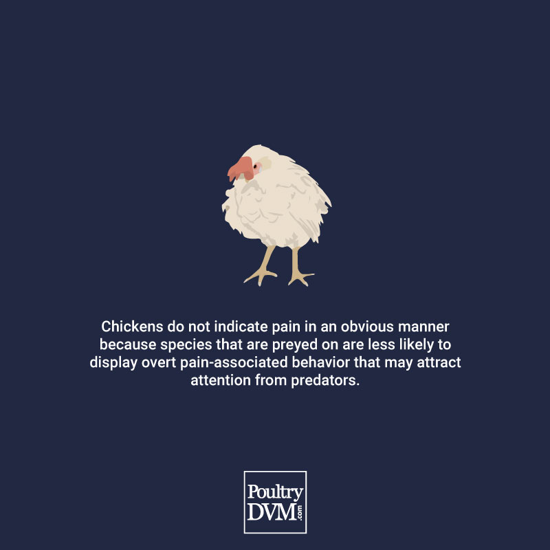 PoultryDVM's tweet image. #chickens #petcare #InternationalWomensDay