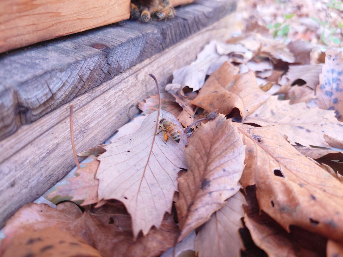 「#ミツバチの日かわいいかわいいうちの職場の蜂たち 」|道草のイラスト