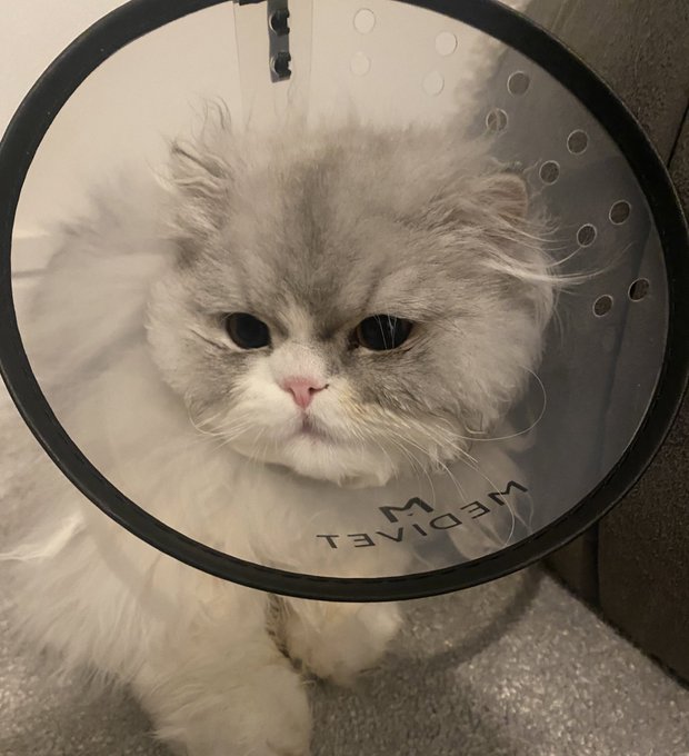 Who wore it better?  MM SB or LKK My little cone heads 😭💙💙💙#catsoftiktok #catsoftwitter #persiancats<a href="/tag/internationalwomensday"class="tags"><span>#internationalwomensday</span></a><a href="/tag/championsleague"class="tags"><span>#championsleague</span></a><a href="/tag/catfish"class="tags"><span>#catfish</span></a>