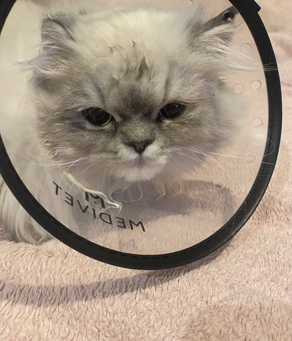 Who wore it better?  MM SB or LKK My little cone heads 😭💙💙💙#catsoftiktok #catsoftwitter #persiancats<a href="/tag/internationalwomensday"class="tags"><span>#internationalwomensday</span></a><a href="/tag/championsleague"class="tags"><span>#championsleague</span></a><a href="/tag/catfish"class="tags"><span>#catfish</span></a>