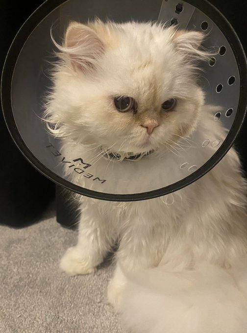 Who wore it better?  MM SB or LKK My little cone heads 😭💙💙💙#catsoftiktok #catsoftwitter #persiancats<a href="/tag/internationalwomensday"class="tags"><span>#internationalwomensday</span></a><a href="/tag/championsleague"class="tags"><span>#championsleague</span></a><a href="/tag/catfish"class="tags"><span>#catfish</span></a>