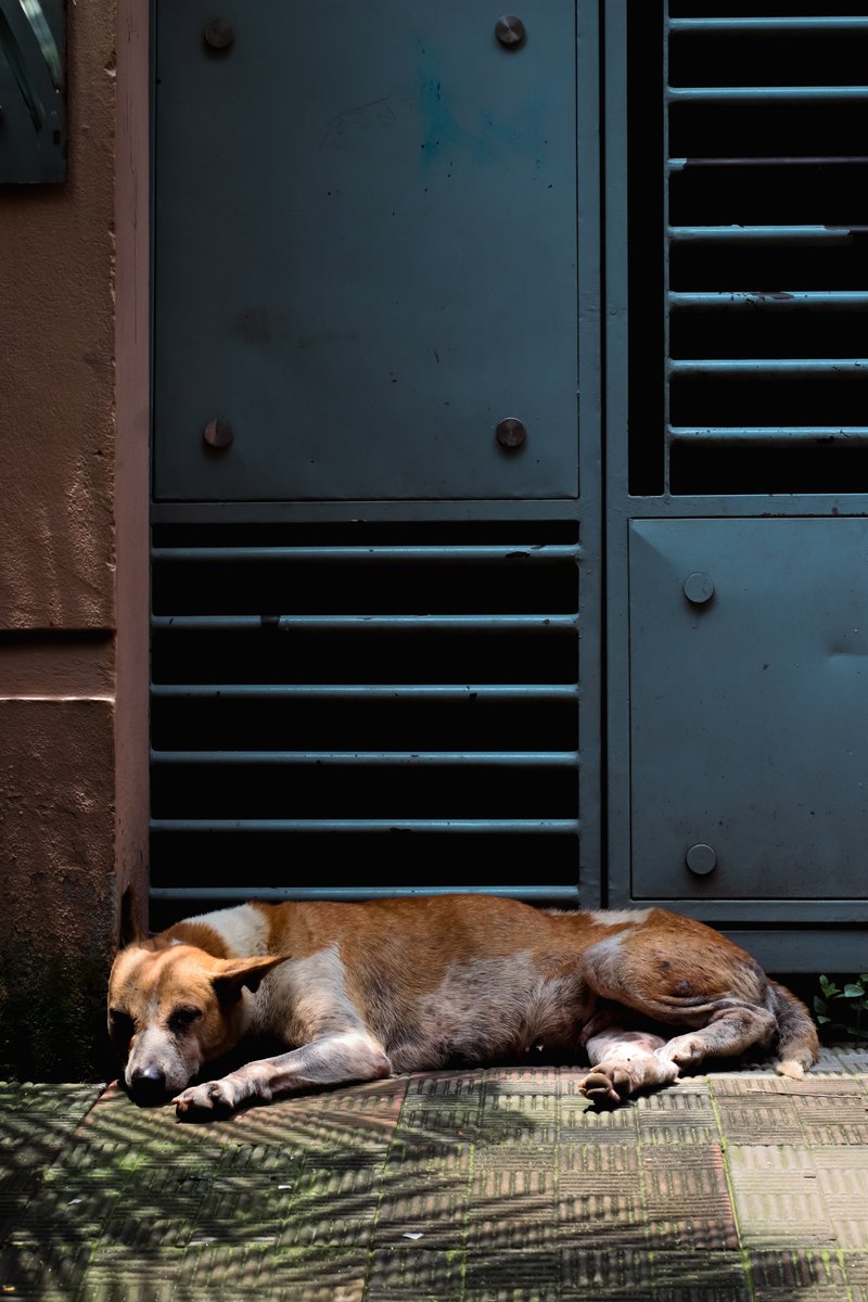 সাহেব বিশ্রাম নিচ্ছেন 

#dog #photography #canonasia