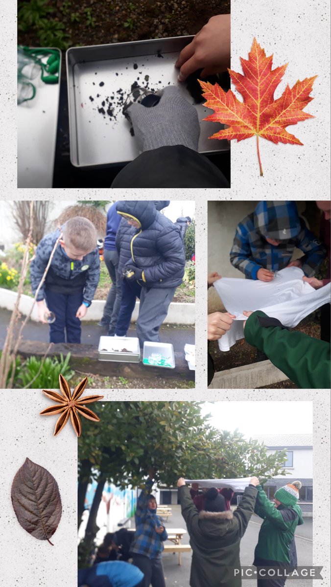 bishopfoleyns's tweet photo. Fourth class were busy investigating our school garden for mini beasts. Thanks to @BioInSchools @goapplegreen https://t.co/vcv6gehPnL