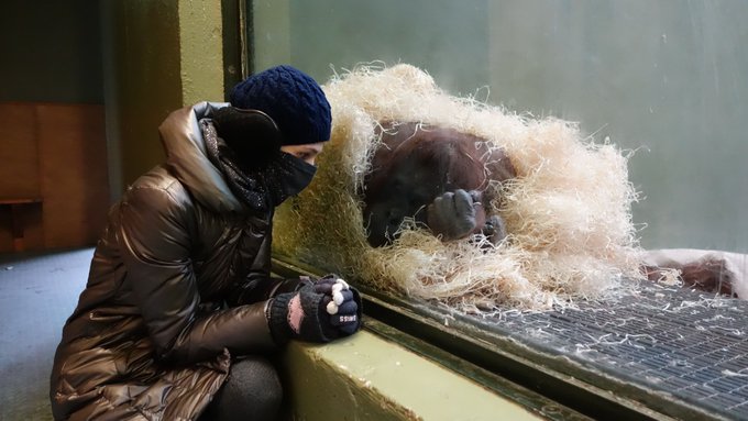 Me on the left and on the right, on the other side of the glass, an orangutan lady about my age. I'm wearing a thick winter coat, double layer gloves, a scarf, a beanie and ear covers on top of that. She's wrapped up in hay and a thin textile.