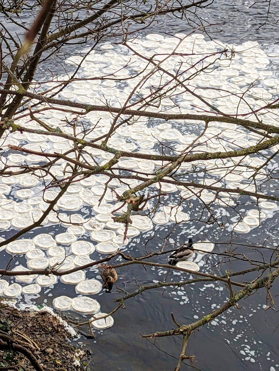 The ice pancakes are back! 

According to the Met Office, “Ice pancakes are a relatively rare phenomenon that tend to occur in very cold oceans and lakes, when disks of ice from 20-200cm are formed. They are most frequently seen in the Baltic Sea and around Antarctica'.