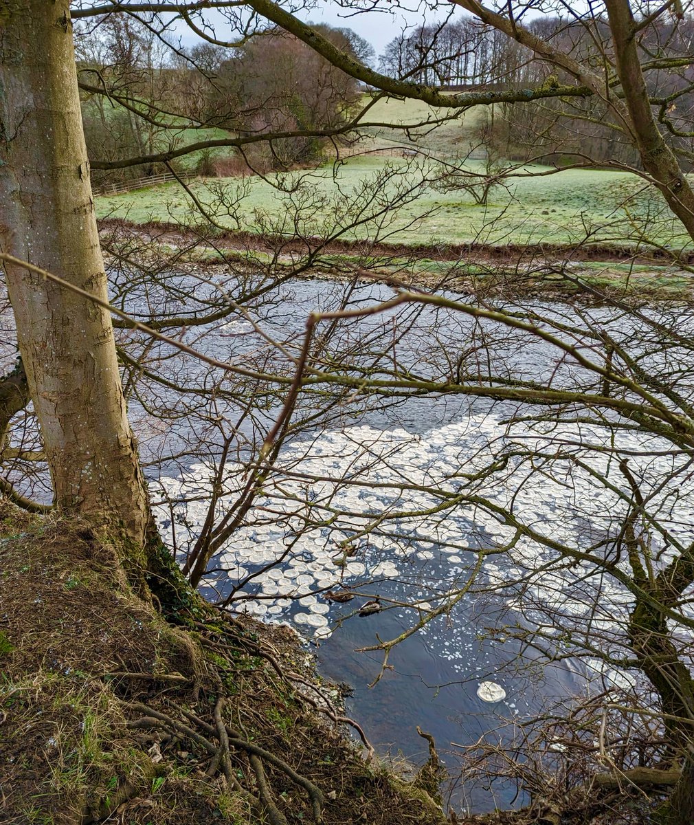 Bolton Abbey Estate tweet media