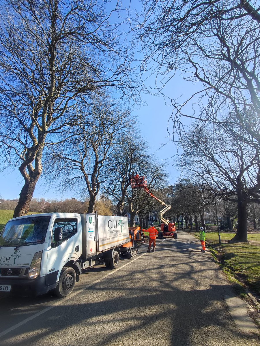 CHTreeSurgery1 tweet picture