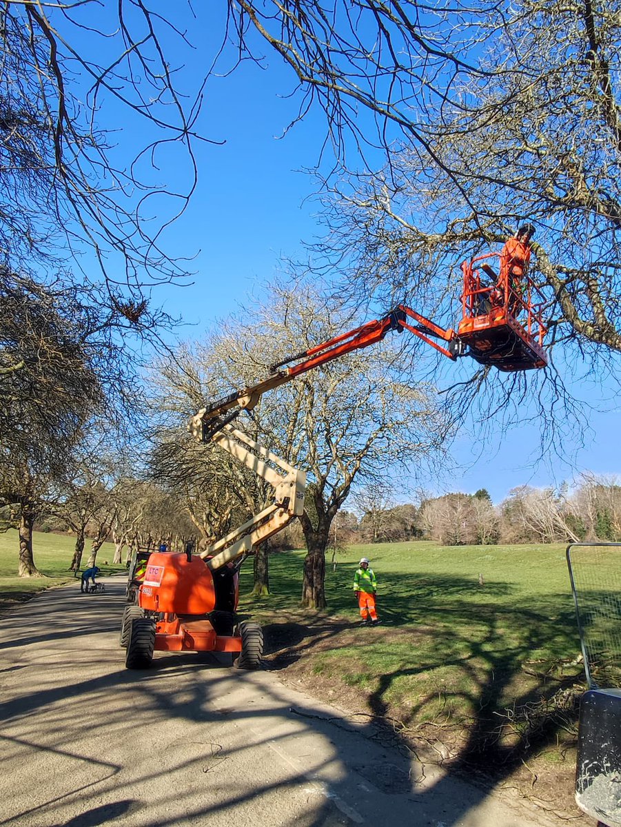 CHTreeSurgery1 tweet picture