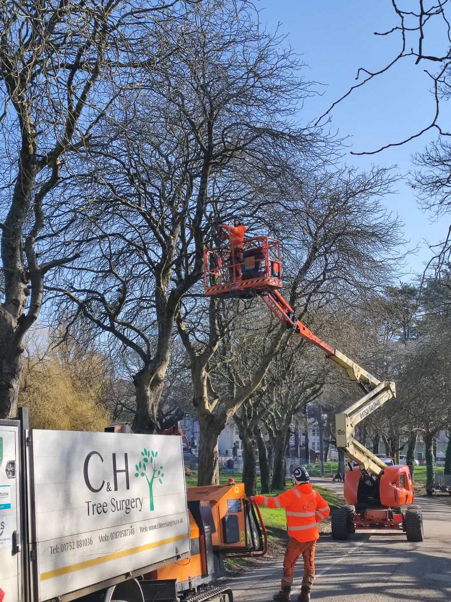 CHTreeSurgery1 tweet picture