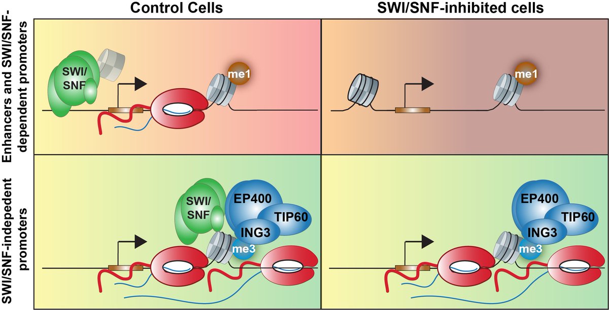 So excited to see my postdoc work out in the world! Here we show that EP400/TIP60 can broadly compensate for loss of SWI/SNF activity at promoters. See below for a short(ish) thread on our work (1/X):
biorxiv.org/content/10.110…