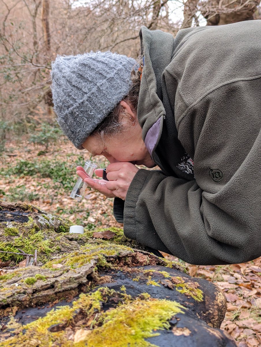 CoLBBSC's tweet photo. Today marks #InternationalWomensDay &amp; we’re celebrating Helen, our #Conservation Officer. Helen has been working at #BurnhamBeeches for 32 years &amp; helps all of our #habitats &amp; #wildlife thrive. She is a world expert in #pollarding &amp; ancient trees, &amp; specialises in millipedes! https://t.co/n2Y2CpBK1e