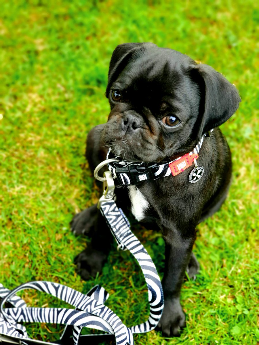 As a small little Pug, wearing our Zebra Classic gear, I can't help but feel like a Zebra! Don't I look just like one? 🦓 Follow us for more fun and stylish pet gear. #petfashion #doglovers #maxmollyurbanpets