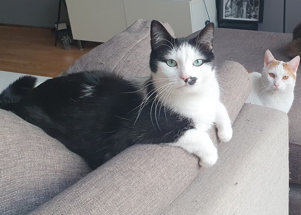 Wij weten zeker dat ergens het gouden mandje voor Paultje en James staat!. Help ons Twitter vrienden door dit bericht te delen. Deze heren zijn TE leuk om niet een forever home te krijgen.....
dierenasiels.com/dier/907CF673-…
#AdoptDontShop