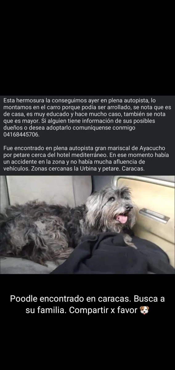 🐾🐈 InfinitoAnimal🐕🐾🇻🇪 tweet media