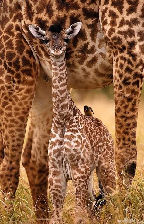 ❃❃❃  SO ADORABLE 💗🦒💗
#nature #wildlifephotography #wildlife