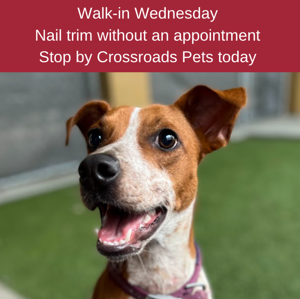 CrossRdsCampus's tweet photo. Today is the day! Walk into Crossroads Pets and one of our professional groomers will trim your pet's nails. The cost is just $12 for a basic trim and $15 for a trim and file.
#pretty #dogsofnashville #cat #grooming #615 #petcare #family #catsofnashville #dogmom #nailtrim https://t.co/EMuoeGCLgT