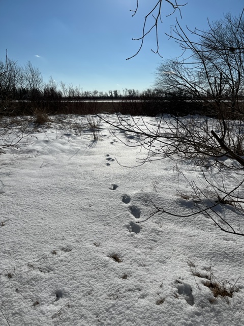 secondmarsh's tweet photo. With the snow on the ground it's easy to see what animals are doing, where they are going and what they are eating. Tracks are a wonderful way to learn more about the animals that live around the #Oshawa #SecondMarsh. Have you seen any tracks in your area? @oshawacity https://t.co/mkmEmyRDug