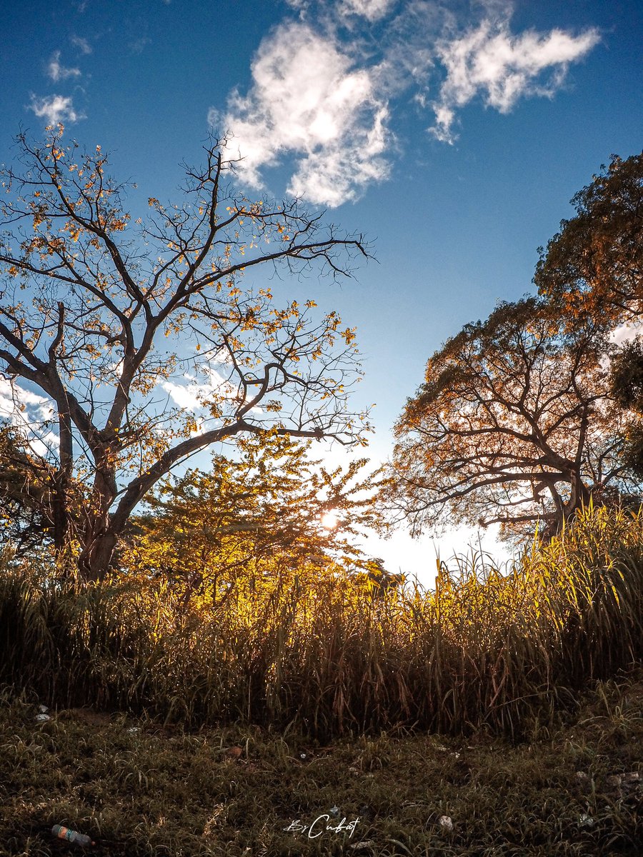 mavcufat's tweet image. #geometryinnature #fractals  #nature #tree #trees #photography #physics #geometry #fractalgeometry #fractal #patterns #patternsinnature #shapes #fundamentalforces #electricity #magnetism #electromagnetism #morphology #morphogenesis #photograph #chemistry #light #formation #photo