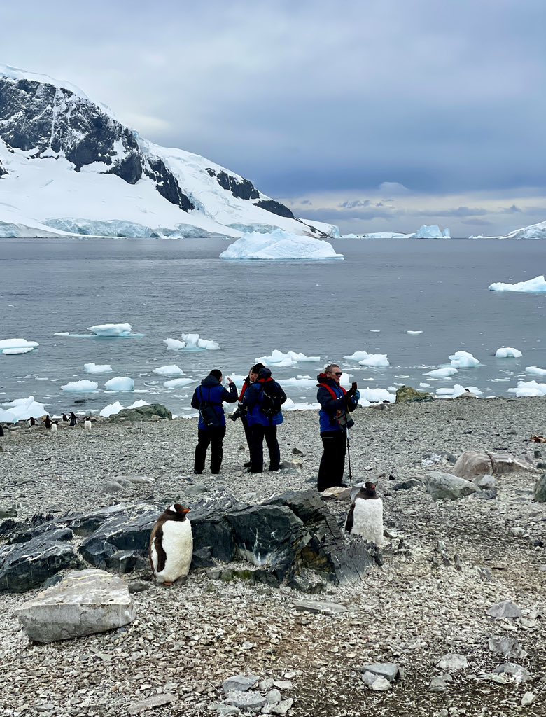 Landing on Danko Island. Lots of Gentoo Penguins @Polar_Experts