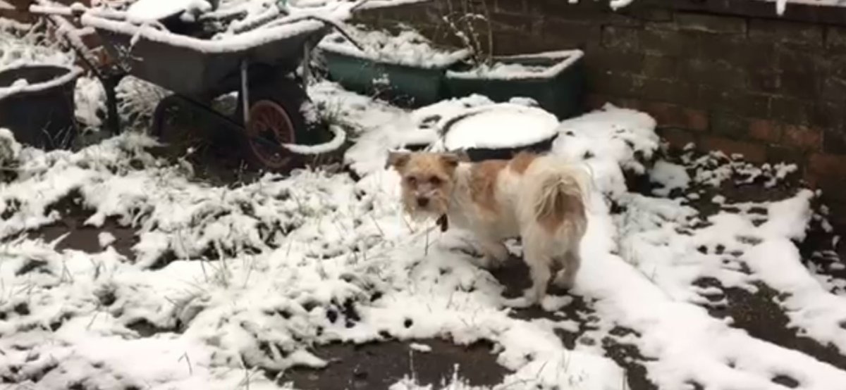 LeighRussell's tweet image. #TimeOutShare please tag me @LeighRussell if you can, if you use the photo of #Poppy the little dog in the #London snow so I can share with my followers!