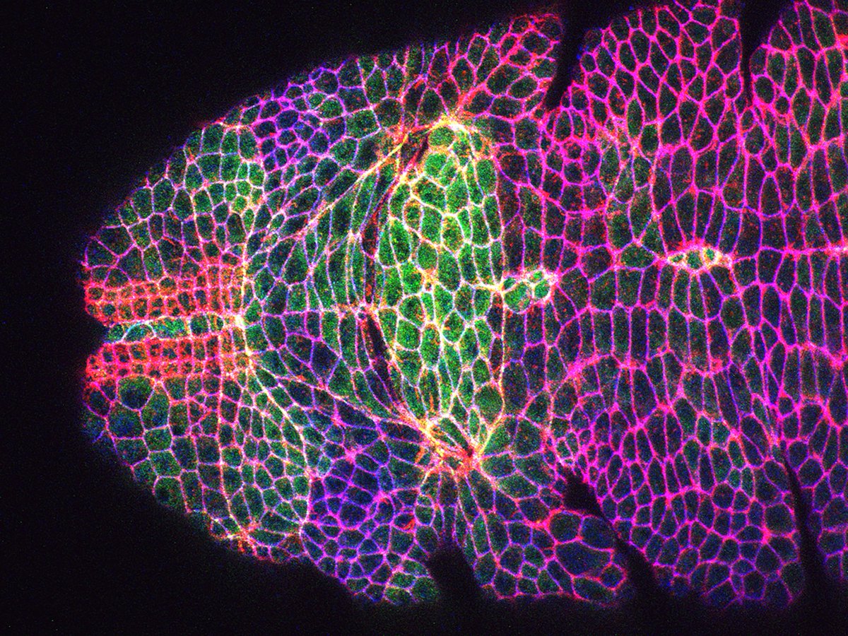 Katja Roeper (@katjaroeper) on Twitter photo Now out online in <a href="/Dev_journal/">Development</a> doi.org/10.1242/dev.20…, we address what might make supracellular actomyosin cables that are widespread during morphogenesis different from other actomyosin: are there different components? what could a general role be? <a href="/CellBiol_MRCLMB/">MRC-LMB Cell Biology</a> Now out online in <a href="/Dev_journal/">Development</a> doi.org/10.1242/dev.20…, we address what might make supracellular actomyosin cables that are widespread during morphogenesis different from other actomyosin: are there different components? what could a general role be? <a href="/CellBiol_MRCLMB/">MRC-LMB Cell Biology</a>
