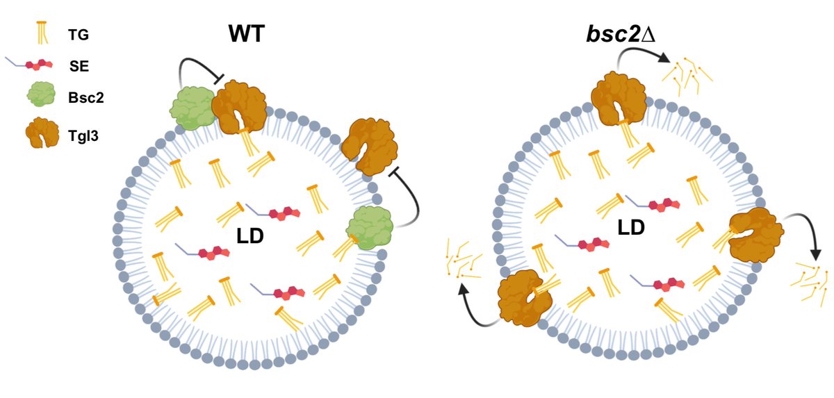 Henne_Lab (@hennelab) on Twitter photo New preprint! Led by <a href="/naaatalieortiz/">Natalie Ortiz Speer 🇨🇷🇪🇨</a>, here we characterize yeast protein Bsc2, showing it localizes to a sub-population of lipid droplets (LDs).
Our data support a model where Bsc2 acts as a 'triglyceride sensor' on a LD subset to regulate lipolysis.
biorxiv.org/content/10.110… New preprint! Led by <a href="/naaatalieortiz/">Natalie Ortiz Speer 🇨🇷🇪🇨</a>, here we characterize yeast protein Bsc2, showing it localizes to a sub-population of lipid droplets (LDs).
Our data support a model where Bsc2 acts as a 'triglyceride sensor' on a LD subset to regulate lipolysis.
biorxiv.org/content/10.110…