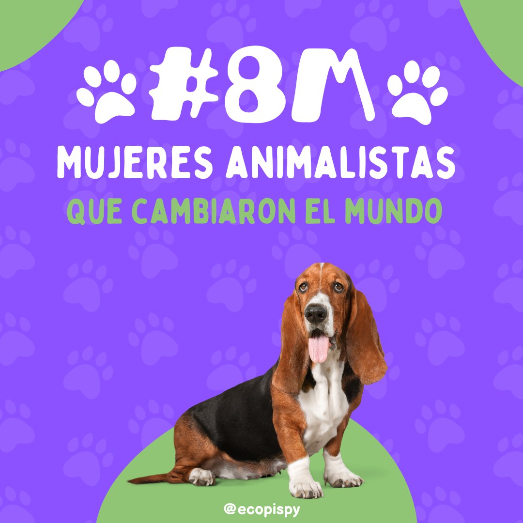 Ecopispy's tweet photo. #8M 💜 Hoy recordamos a grandes mujeres que han logrado increíbles cambios para los animales.

Contanos cuál de ellas te inspira más 💚💜

#ecopispy #8Mpy #diainternacionaldelamujer #8M2023 #8m https://t.co/2Hduz5PDhE