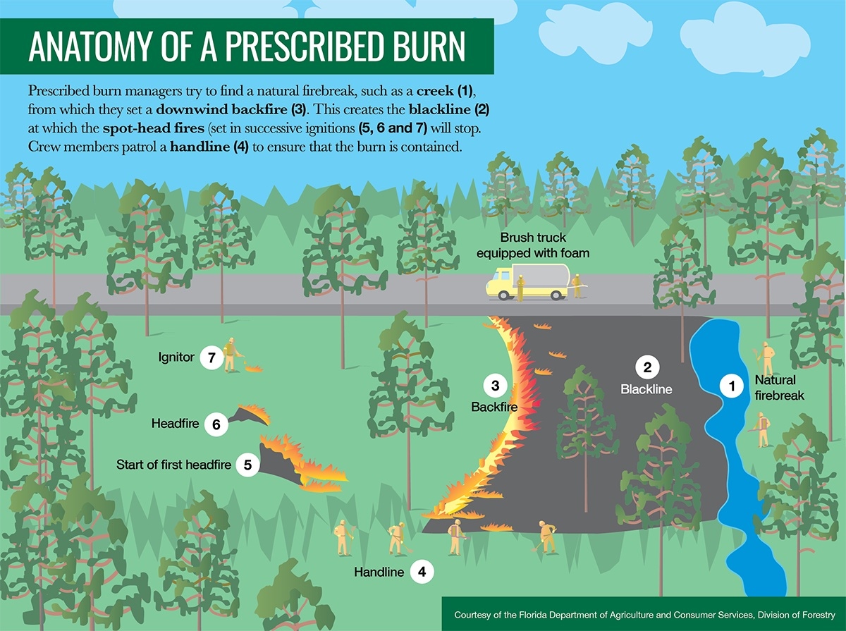 It's Prescribed Fire Awareness Month in South Carolina! Check out this graphic, courtesy of our friends at the Florida Division of Forestry, on the anatomy of a prescribed burn. #GoodFire #PrescribedFire #KeepingForests #ForestProud #PrescribedBurn #RXFire