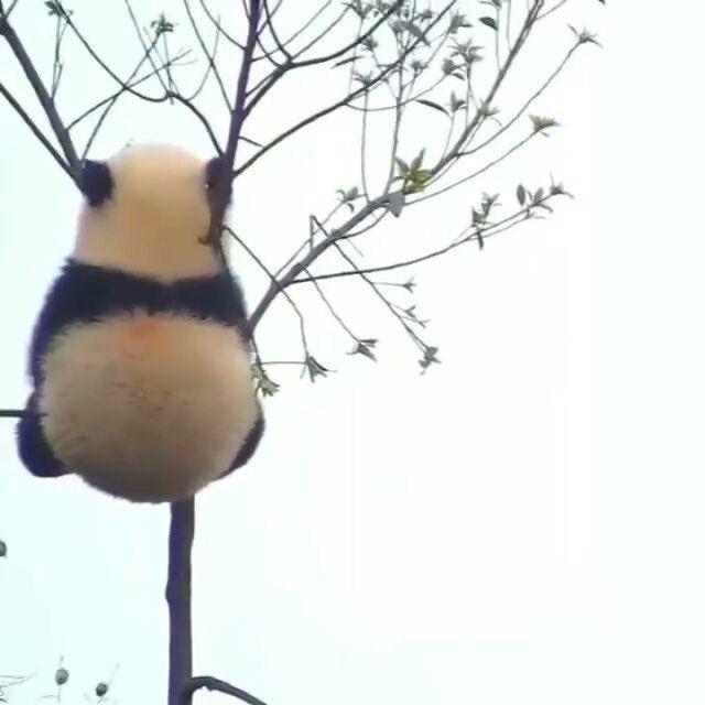 บ้บ tweet media