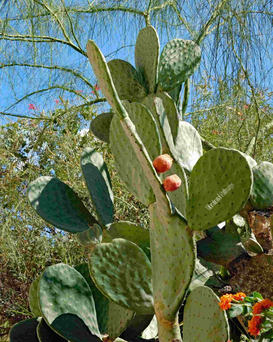 RobieJean1's tweet photo. Prickly Pear Cactus - Sabino Canyon National Park https://t.co/WzLTde9KtJ #cactus #nature #naturePhotography #photography #pricklyPear #flowers #summer #fruit  #saguaro #mysticVenturesPhotos https://t.co/rsbLPv8lmD