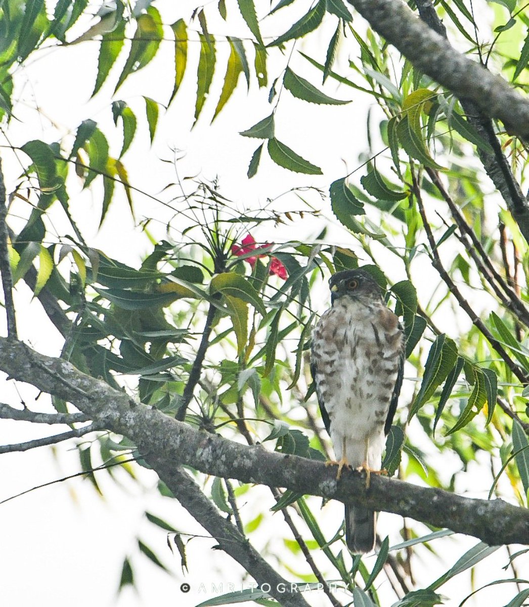 Guess the bird???
@IndiAves @global_birding @GlobalBirding @sarthy_prasanth @Anant_Shuklas @birdcountindia @earlybirdncf @BirdLife_News @SaveBirdfounda1 @TheBirdersShow @TheBirdist @BirdersIndia @BihuBird @GlobalBirdfair @birdalliance_in @todaysbird 
#IndiAves
#birdsunitetheworld